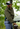 Loden