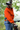 Princeton Orange